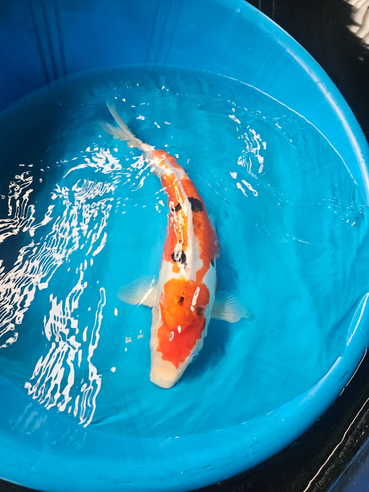 Imported handpicked Koi 30-40cm